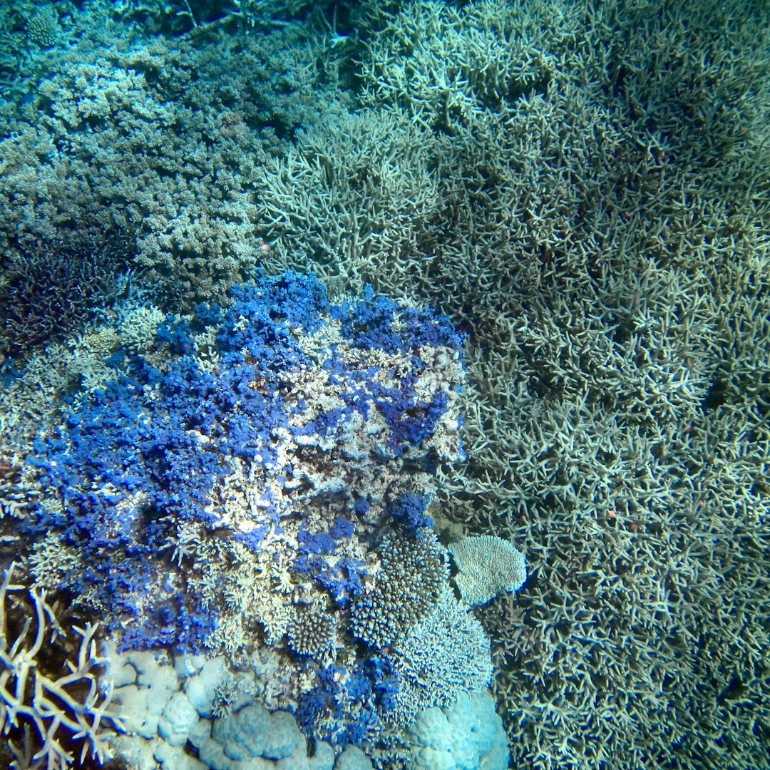 Beneath Seagrass Meadows: Warming Seas Threaten Vital Underwater Habitats