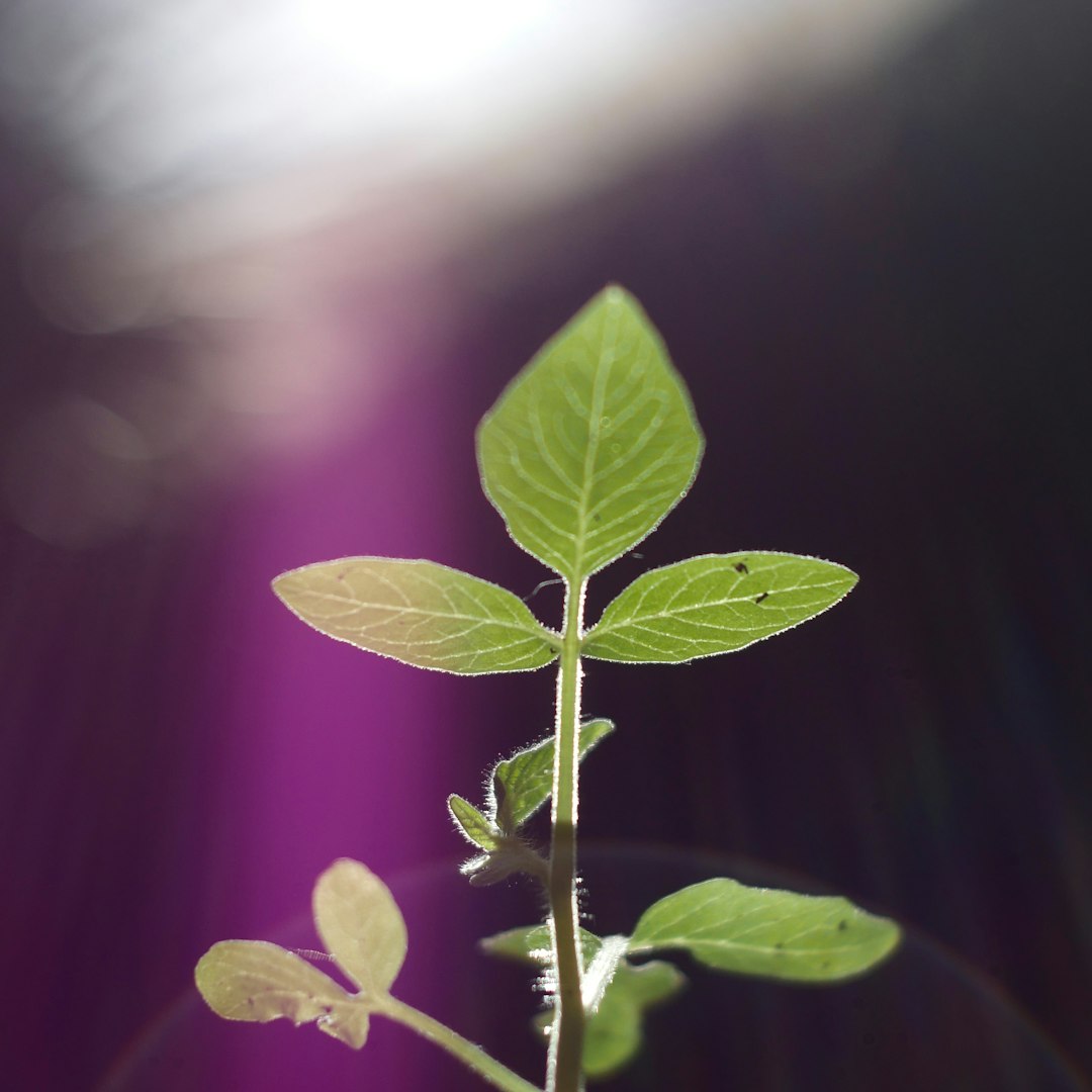 Mouse Eyes Photosynthesize After Plant-to-Animal Transplant Breakthrough