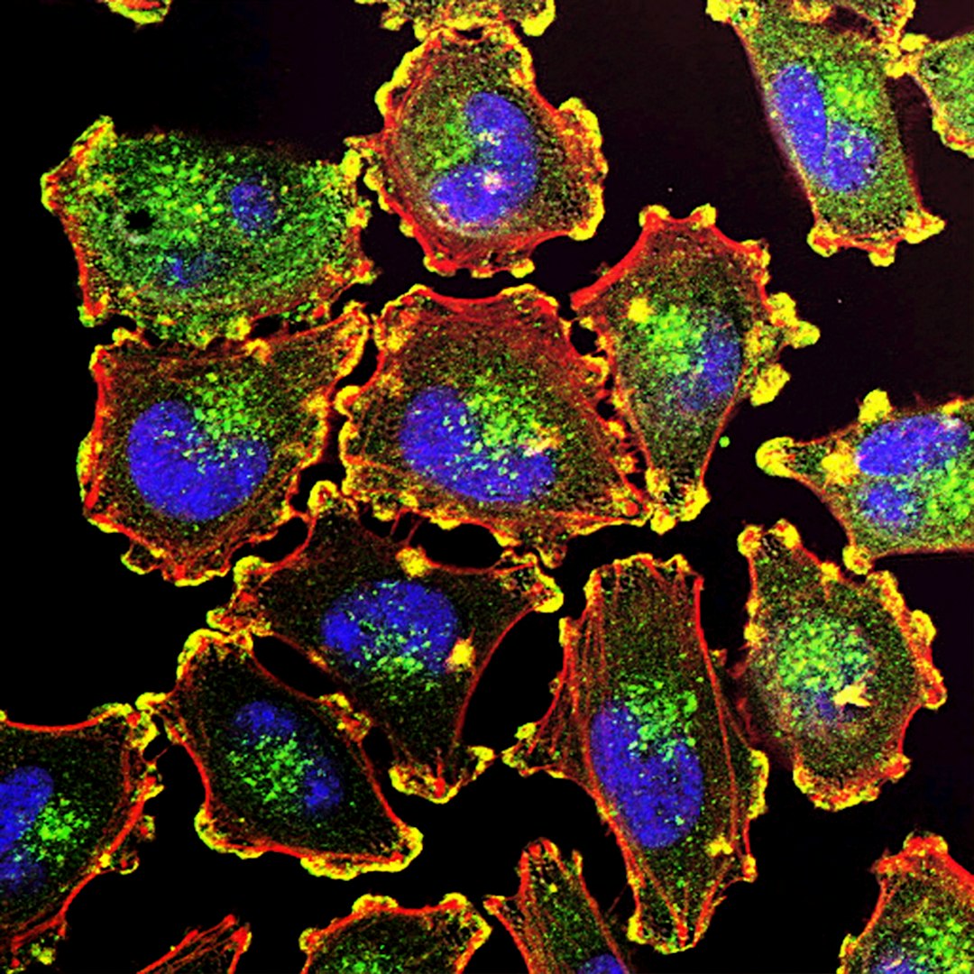 University of Cincinnati Biologists Achieve World-First Visualization of Key Cell Protein
