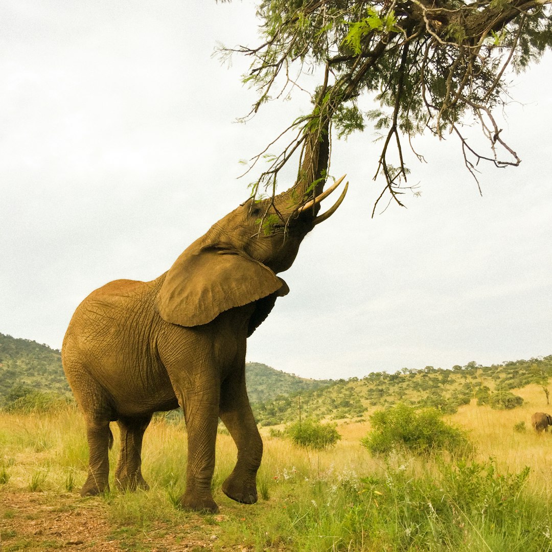 Elephant Declines Threaten African Savannas with Wider Ecosystem Collapse, 15-Year Study Confirms