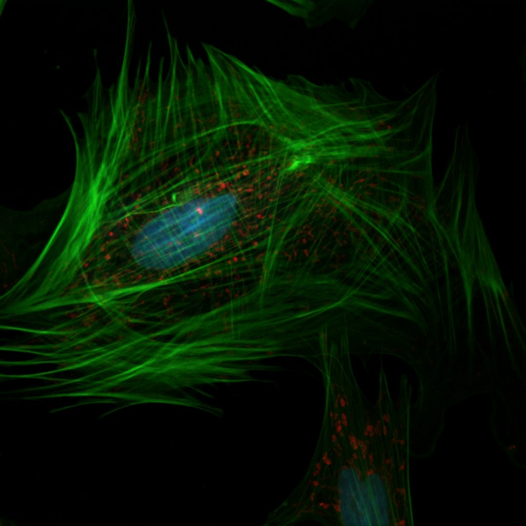 Researchers Teach Lab-Grown Brain Cells to Play 'Doom', Hinting at New Era of Bio-Computing