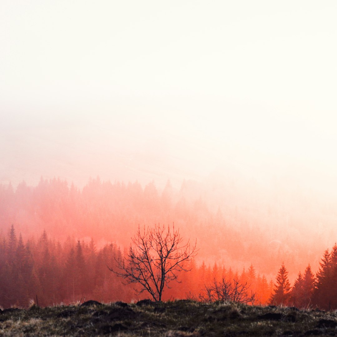 Record Wildfire Losses in 2025 Highlight Shift to Extreme Events Despite Low Burned Area
